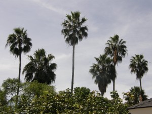 Palm trees from the balcony