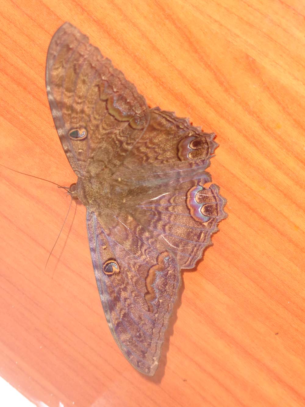 Giant moth on laminate cabinet.