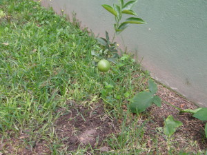 how big will the orange tree get?
