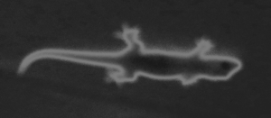 This is actually a re-touched photo of a gecko I saw in El Salvador. The gecko at home was too fast and my camera was too far away.